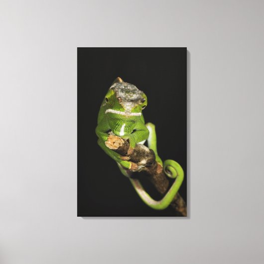 Madagaskar 2 leinwanddruck (Vorderseite)