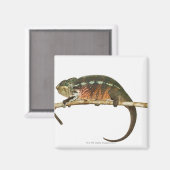 Madagaskar 2 magnet (Vorderseite/Rückseite)