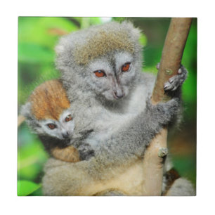 Madagaskar, Andasibe, Ile Aux Lemuriens, Mutter Fliese