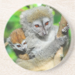 Madagaskar, Andasibe, Ile Aux Lemuriens, Mutter Getränkeuntersetzer