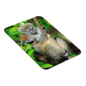 Madagaskar, Andasibe, Ile Aux Lemuriens, Mutter Magnet (Rechte Seite)