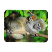 Madagaskar, Andasibe, Ile Aux Lemuriens, Mutter Magnet (Horizontal)