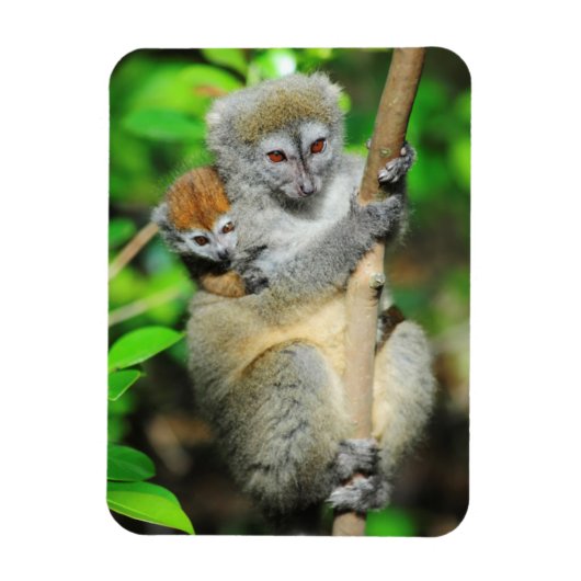 Madagaskar, Andasibe, Ile Aux Lemuriens, Mutter Magnet (Vertikal)