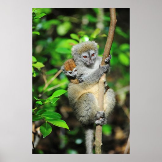 Madagaskar, Andasibe, Ile Aux Lemuriens, Mutter Poster (Vorne)