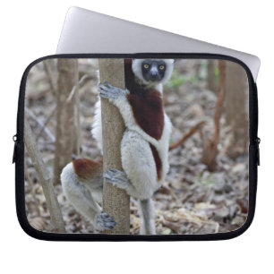 Madagaskar, Ankarafantsika-Reservat; Ampijoroa; Laptopschutzhülle