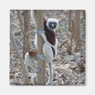 Madagaskar, Ankarafantsika-Reservat; Ampijoroa; Magnet