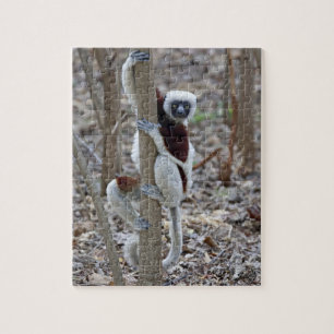 Madagaskar, Ankarafantsika-Reservat; Ampijoroa; Puzzle