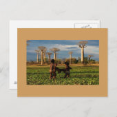 Madagaskar Baobab Postkarte (Vorne/Hinten)