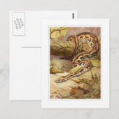 Madagaskar-Boa Postkarte (Vorne/Hinten)