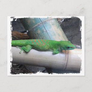 Madagaskar Giant Day Gecko Ankündigung