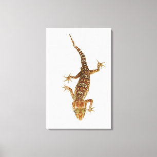 Madagaskar Grundgecko (Paroedura pictus) an Leinwanddruck