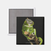 Madagaskar Magnet (Vorderseite/Rückseite)