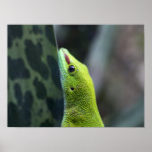 Madagaskar Poster (Vorne)