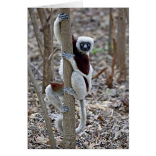 Madagaskar, Reservat Ankarafantsika; Ampijoroa;