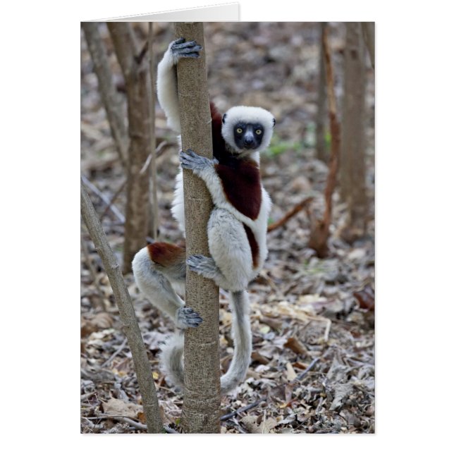 Madagaskar, Reservat Ankarafantsika; Ampijoroa; (Vorne)