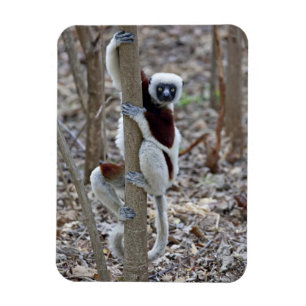 Madagaskar, Reservat Ankarafantsika; Ampijoroa; Magnet