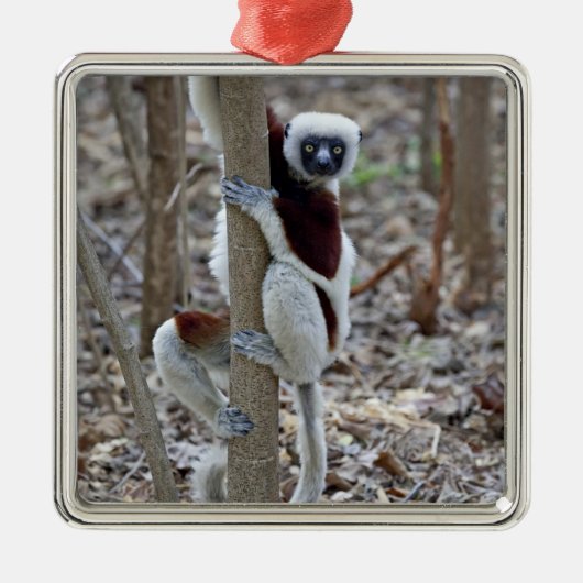 Madagaskar, Reservat Ankarafantsika; Ampijoroa; Silbernes Ornament (Vorne)