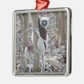 Madagaskar, Reservat Ankarafantsika; Ampijoroa; Silbernes Ornament (Links)