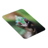 Madagaskar, Roter Bar Panther Chameleon Magnet (Rechte Seite)