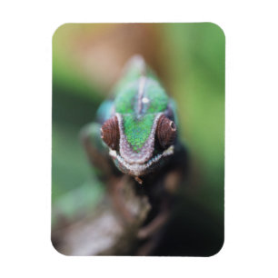 Madagaskar, Roter Bar Panther Chameleon Magnet