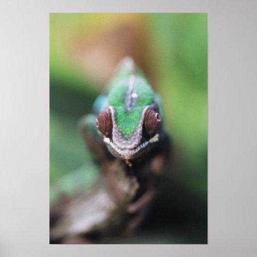 Madagaskar, Roter Bar Panther Chameleon Poster (Vorne)