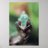 Madagaskar, Roter Bar Panther Chameleon Poster (Vorne)