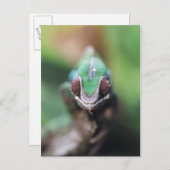 Madagaskar, Roter Bar Panther Chameleon Postkarte (Vorne/Hinten)
