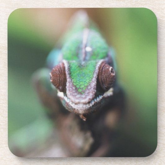 Madagaskar, Roter Bar Panther Chameleon Untersetzer (Vorderseite)