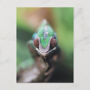 Madagaskar, Rotstab-Pantherchamäleon Postkarte