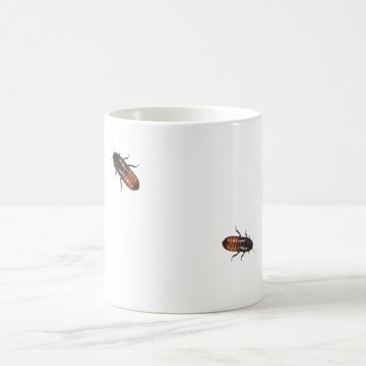 Madagaskar-Schaben dringen ein Kaffeetasse (Mittel)