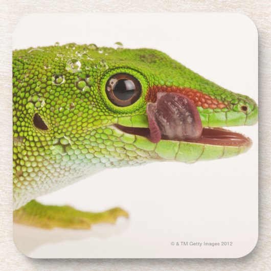 Madagaskar-Tagesgecko (Phelsuma madagascariensis Getränkeuntersetzer (Vorderseite)
