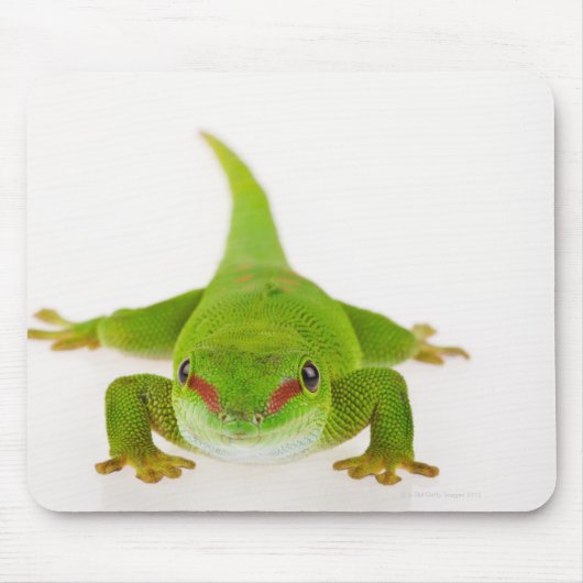 Madagaskar-Tagesgecko (Phelsuma madagascariensis) Mousepad (Vorne)