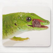 Madagaskar-Tagesgecko (Phelsuma madagascariensis Mousepad (Vorne)