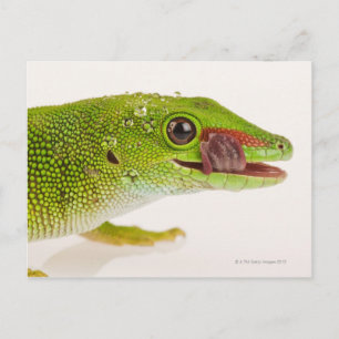 Madagaskar-Tagesgecko (Phelsuma madagascariensis Postkarte