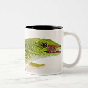 Madagaskar-Tagesgecko (Phelsuma madagascariensis Zweifarbige Tasse