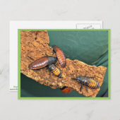 Madagaskar zisst Kakerlaken Postkarte (Vorne/Hinten)