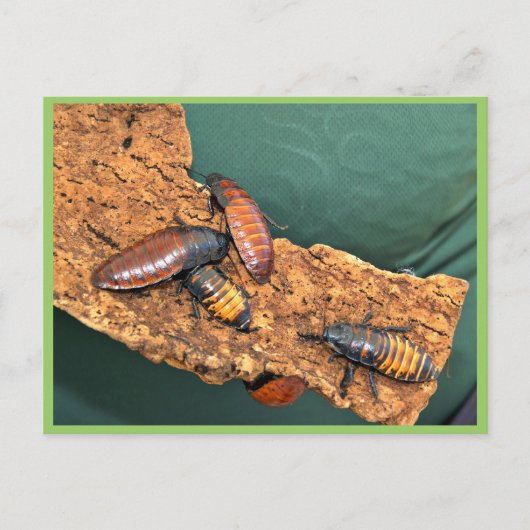 Madagaskar zisst Kakerlaken Postkarte (Vorderseite)