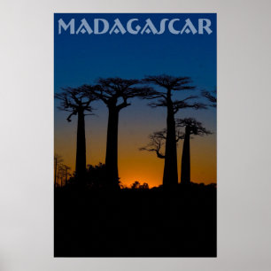 Madagassische Baobabs Poster