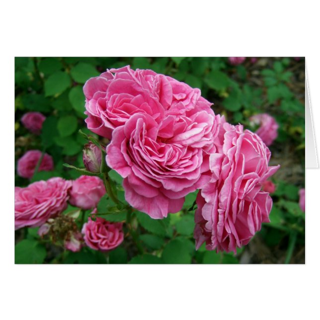 Madame Isaac Pereire (Vorderseite (Horizontal))