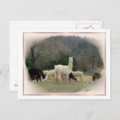 Madame Pompadour Postcard Postkarte (Vorne/Hinten)