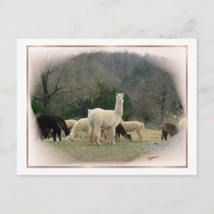 Madame Pompadour Postcard Postkarte