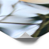 Madarin Duck Poster (Ecke)