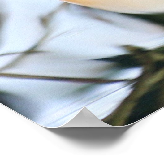 Madarin Duck Poster (Ecke)