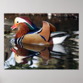 Madarin Duck Poster (Vorne)
