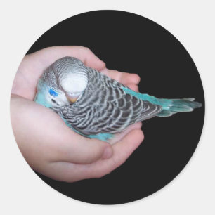 Mädchen, das Baby budgie Aufkleber hält
