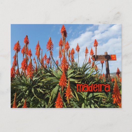 Madeira Aloe Postcard, personalisieren Postkarte (Vorderseite)