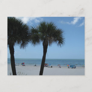 Madeira Beach Palms Postcard Postkarte