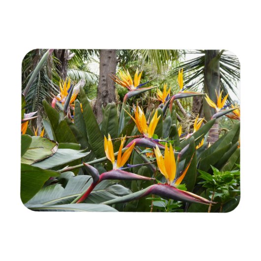 Madeira - Birds of Paradise Magnet (Horizontal)