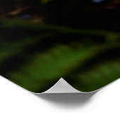 Madeira Funchal Botanischer Garten Portugal Poster (Ecke)