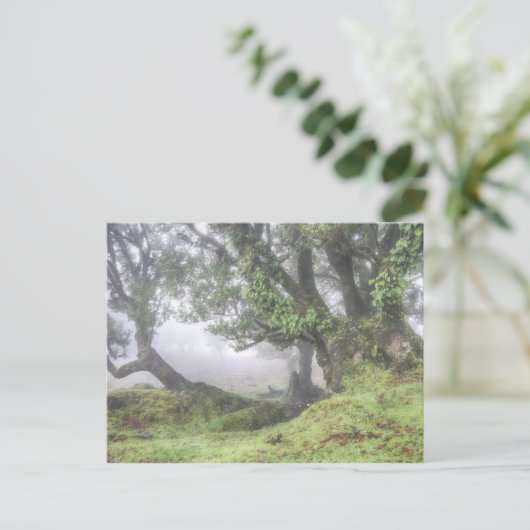 Madeira - Laurel Baum im Nebel Postkarte (Stehend Vorderseite)